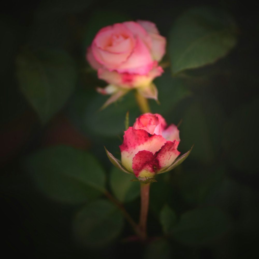 pink rose in bloom during daytime