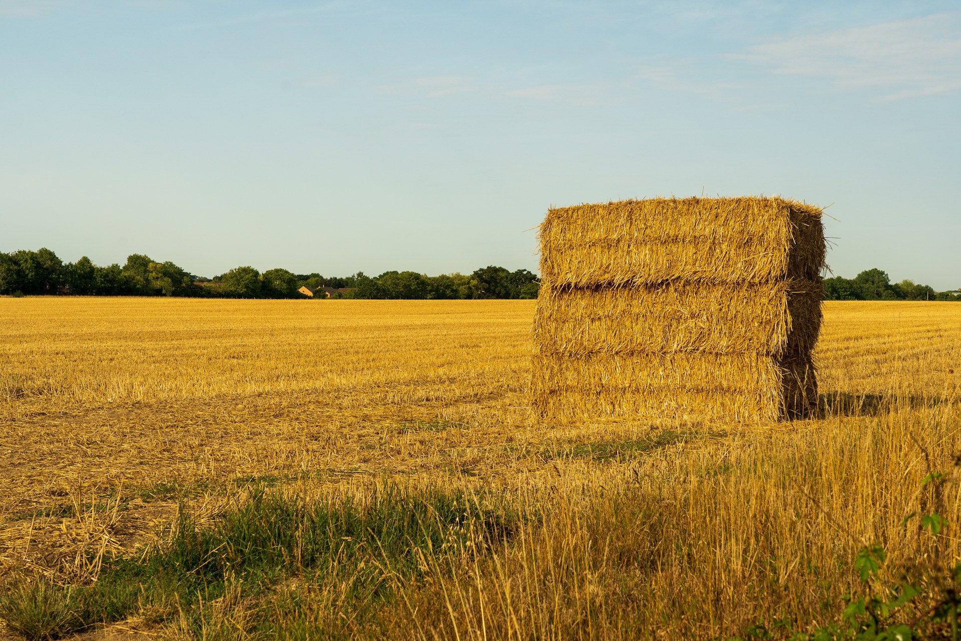 brown grass field during daytime