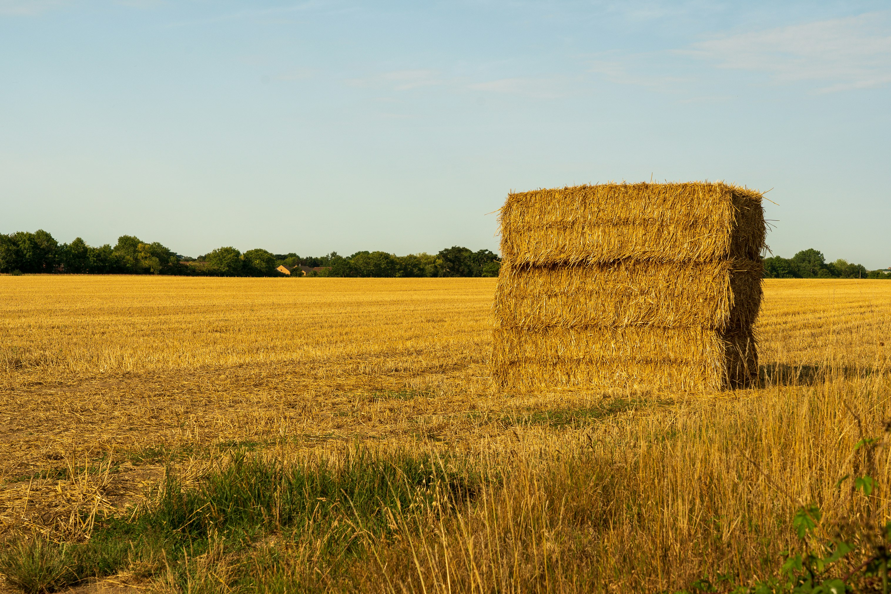 brown grass field during daytime