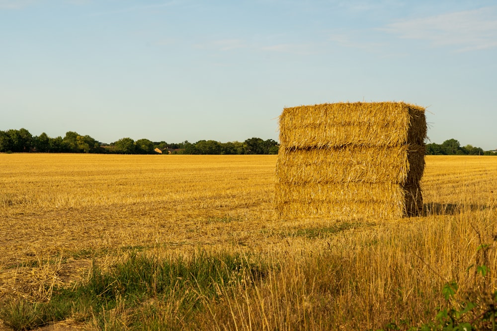 Campo de hierba marrón durante el día