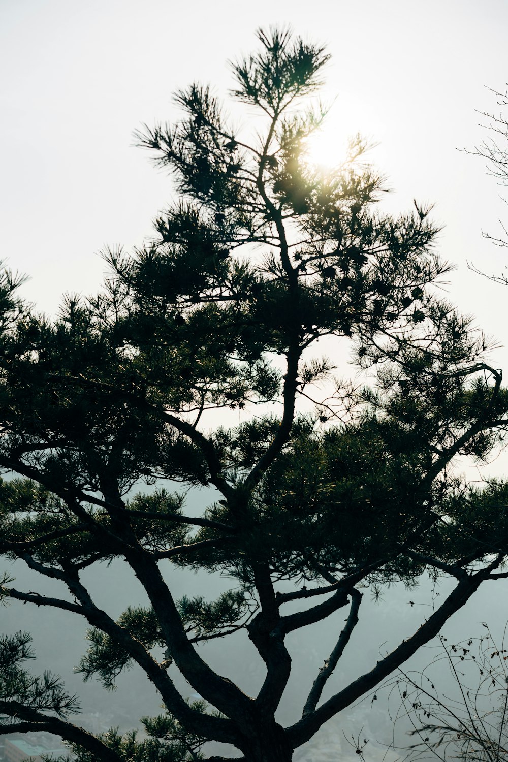 green tree under white sky during daytime