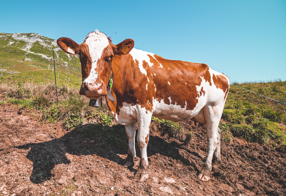 brown and white cow on brown field under blue sky during daytime