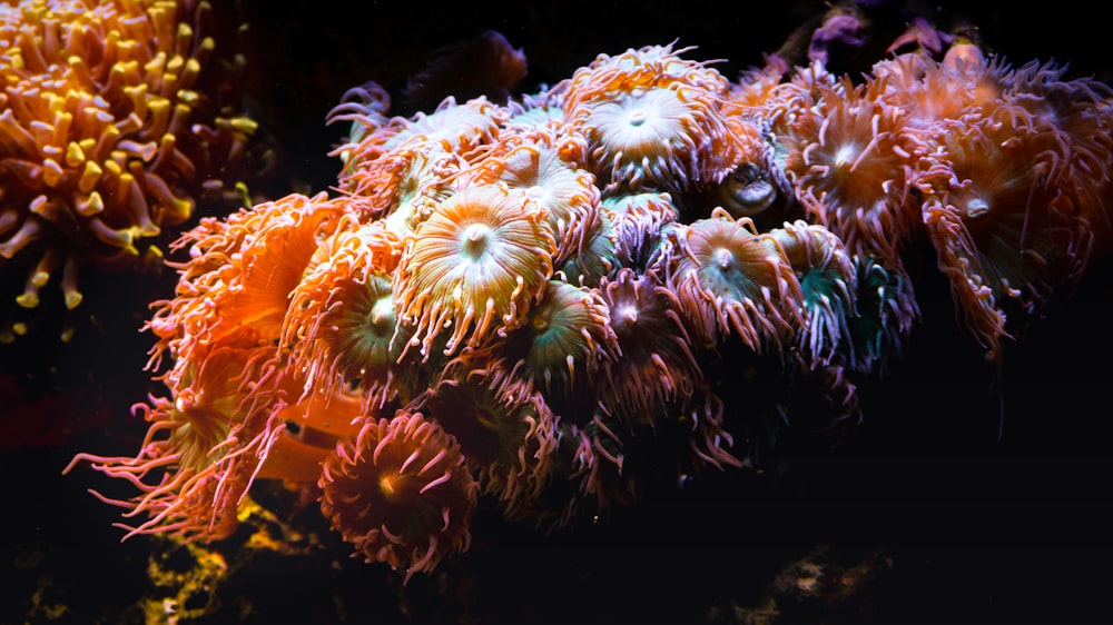 orange and white sea creature