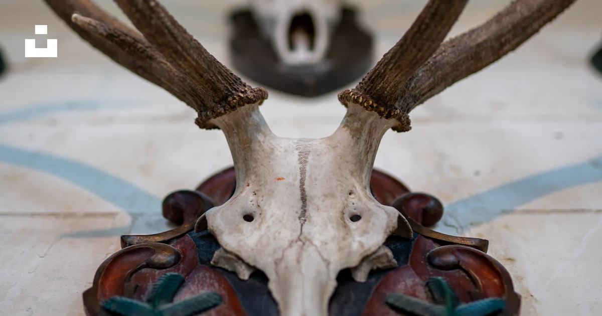 Rendu 3d D'un Squelette De Tête De Crâne D'animal De Cerf D'orignal Vue Rendu 3d D'un Squelette De Tête De Crâne D'animal De Cerf D'orignal Vue