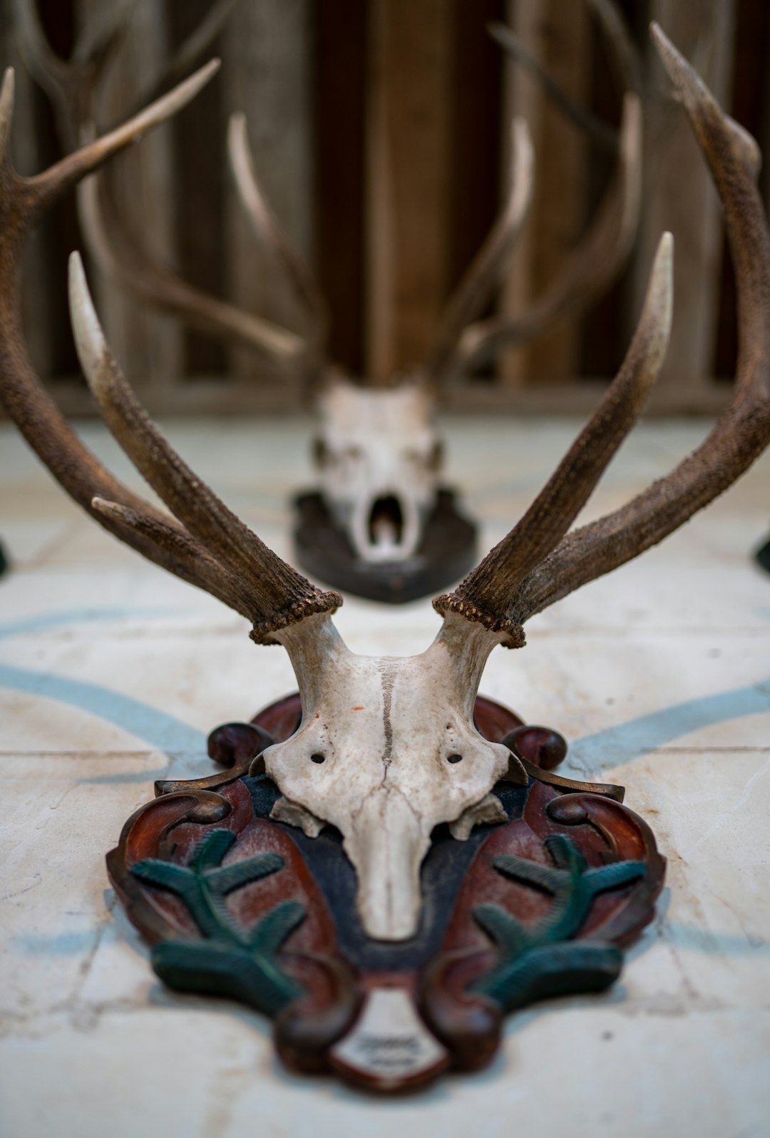 photo of Chambord Wildlife near Château de Chambord