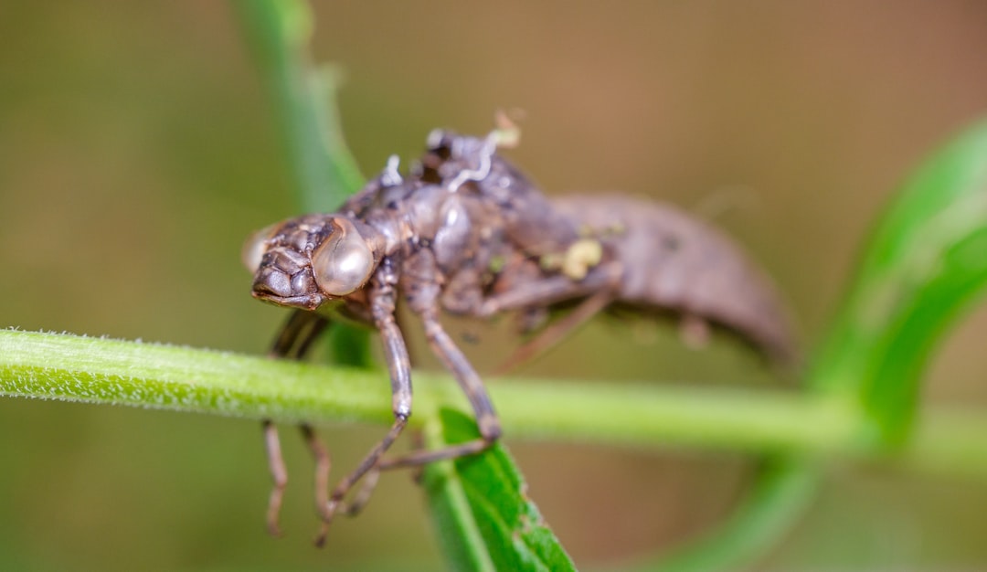 brown and gray dragon fly on green leaf