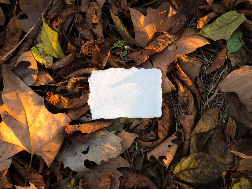 white printer paper on brown leaves