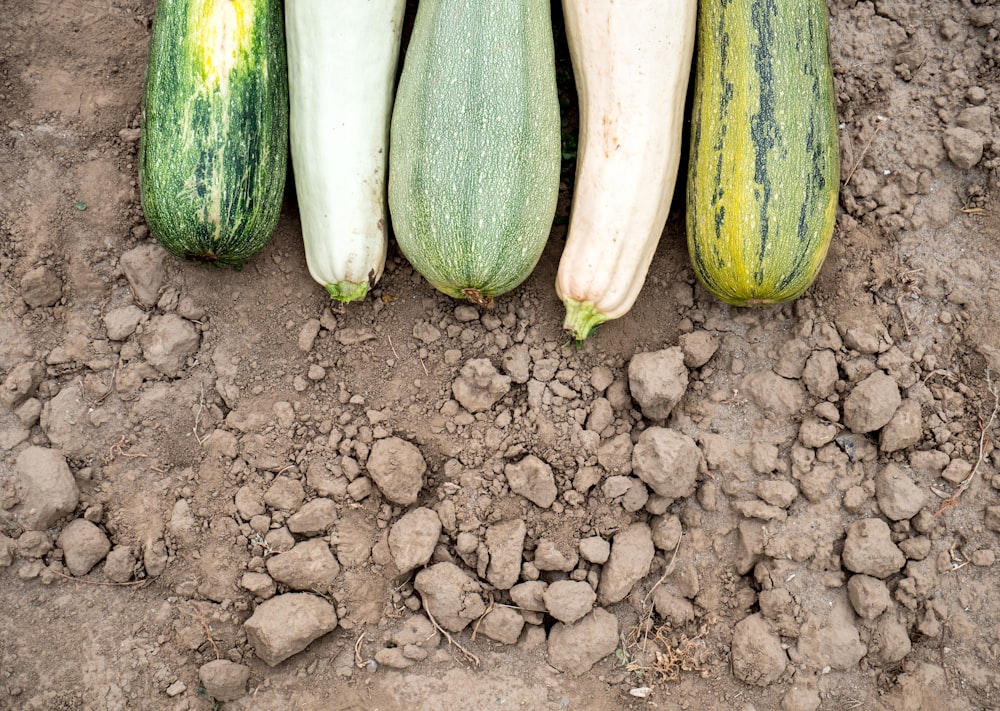 green cucumber on brown soil