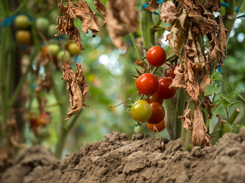 red and yellow round fruits on brown tree