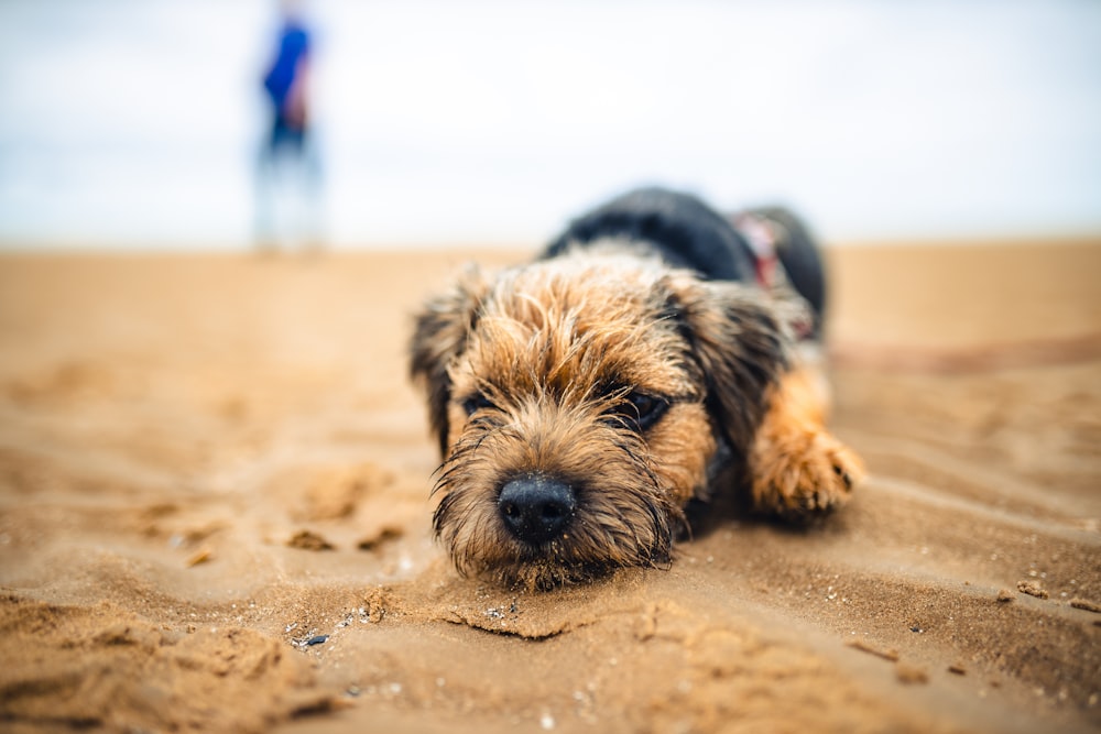 brown and black short coated small dog on brown sand during daytime