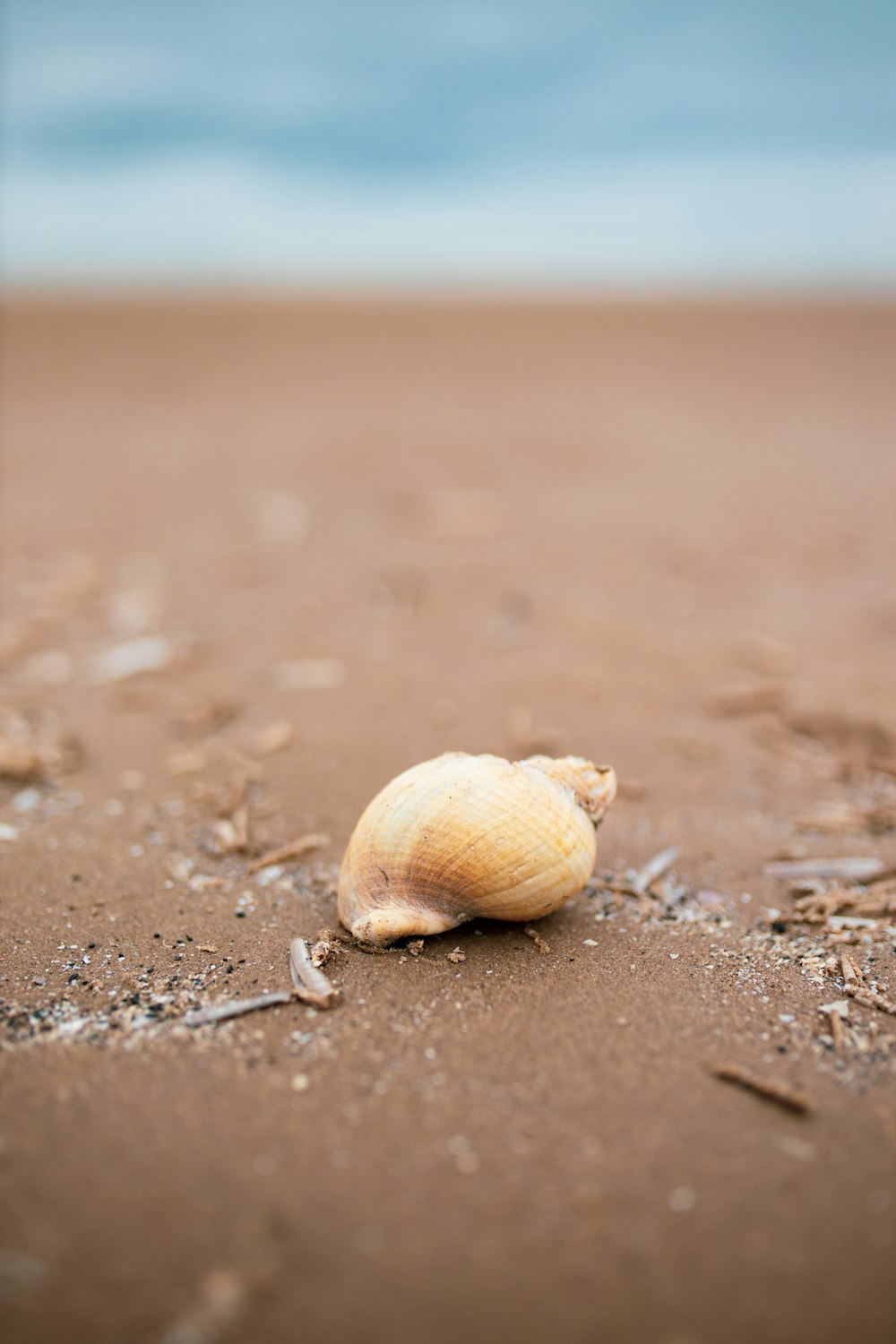 white and brown seashell on brown sand