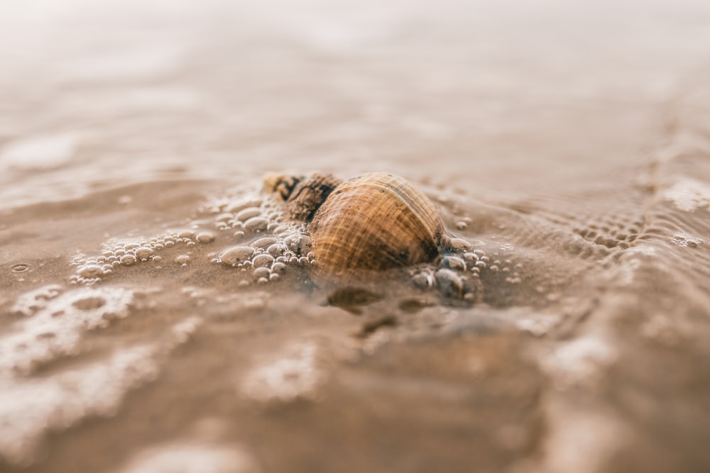 brown and black sea shell on brown sand