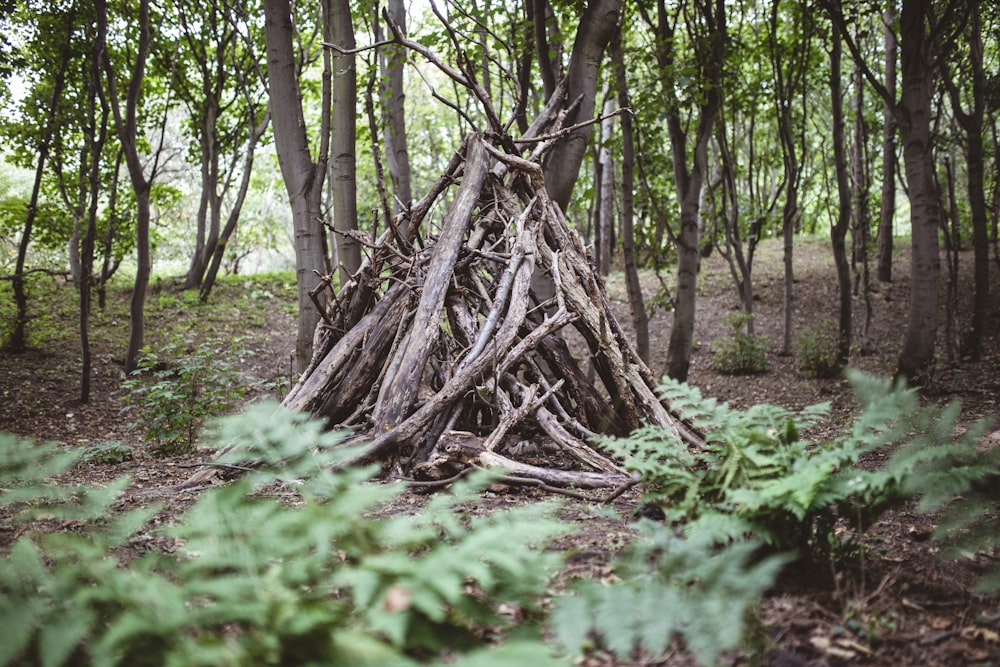 Tronco de árbol marrón rodeado de plantas verdes