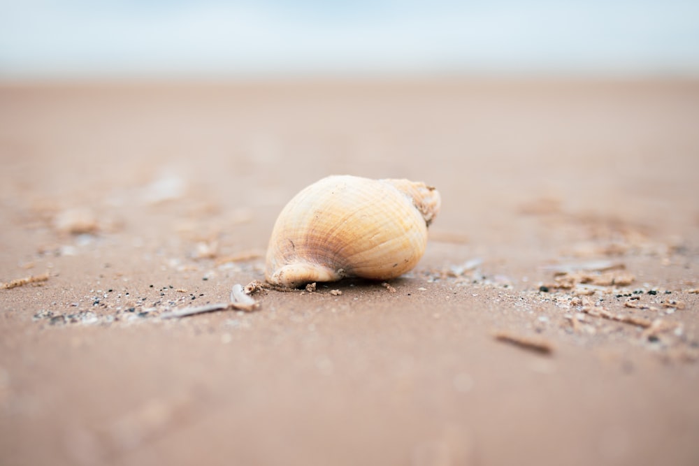 white and brown seashell on white sand
