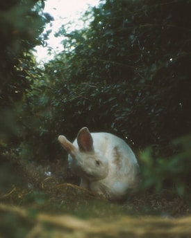 A white rabbit is sitting in a lush, green forest setting, surrounded by dense foliage. The rabbit is resting on the ground amidst the greenery, creating a tranquil and natural atmosphere.