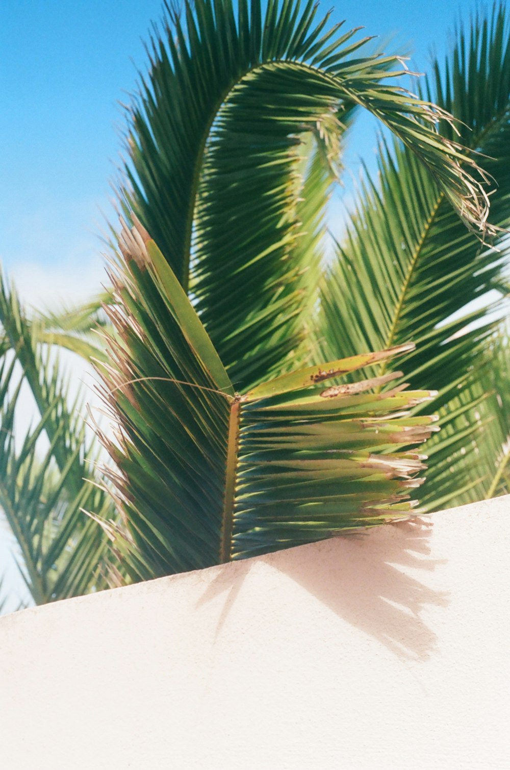 green palm tree on white sand during daytime