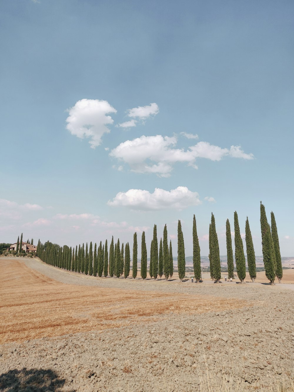 green trees on brown field under blue sky during daytime