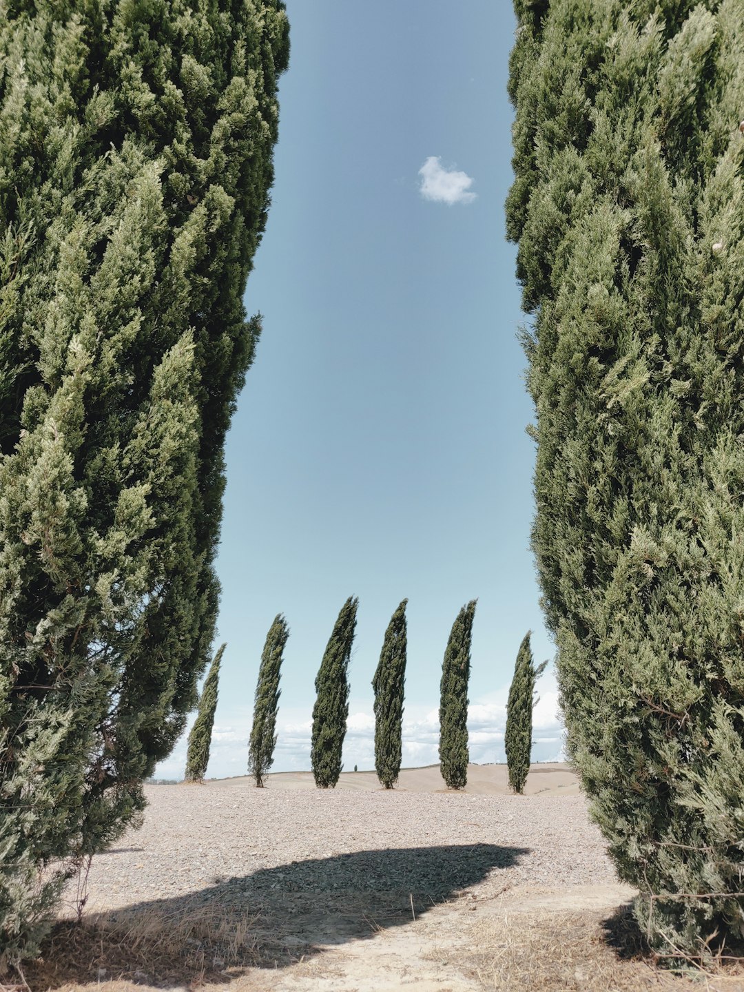 green trees under blue sky during daytime