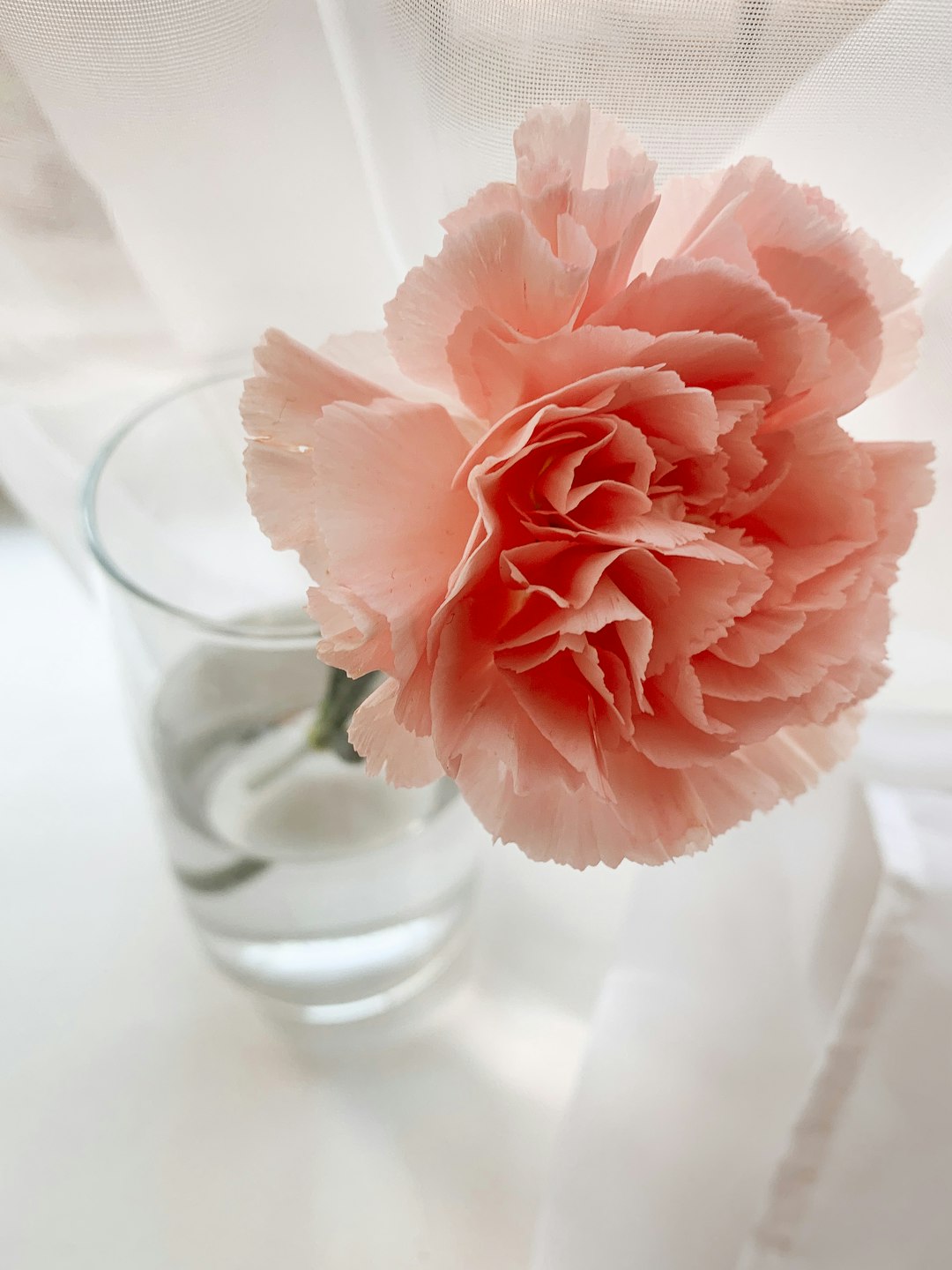 pink flower in clear glass vase