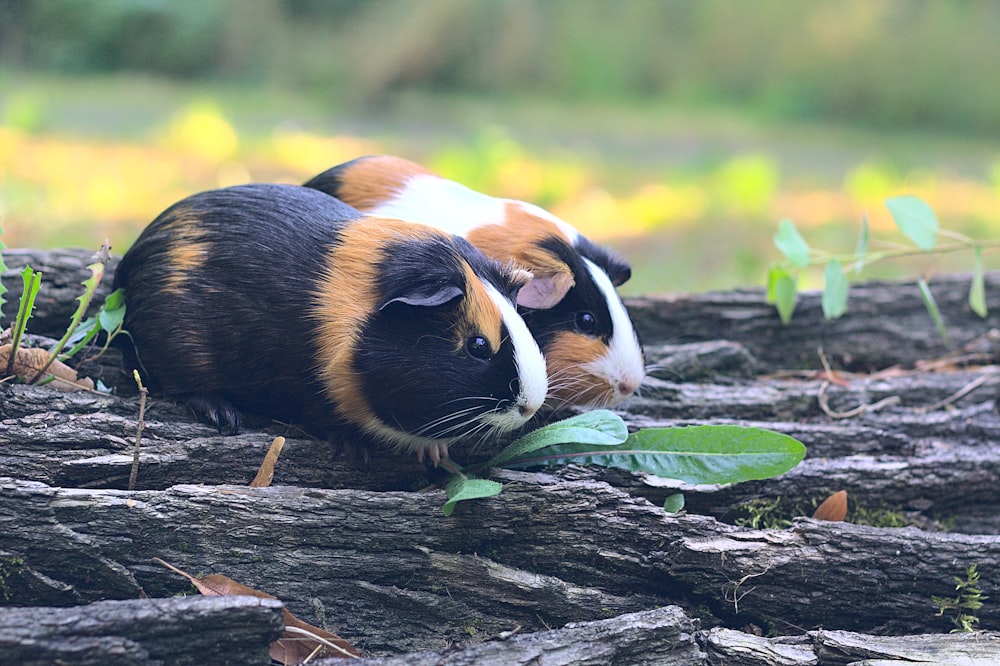 brown white and black guinea pig on brown wooden log
