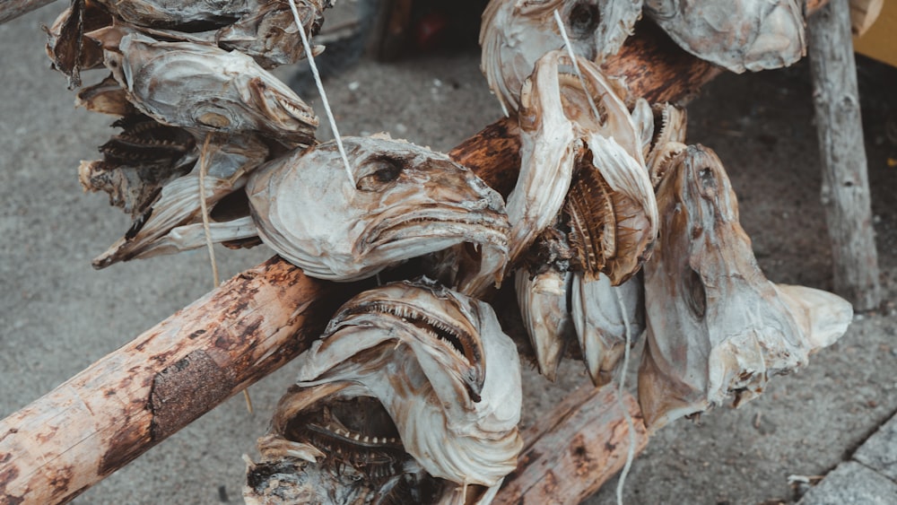 white and brown sea shells