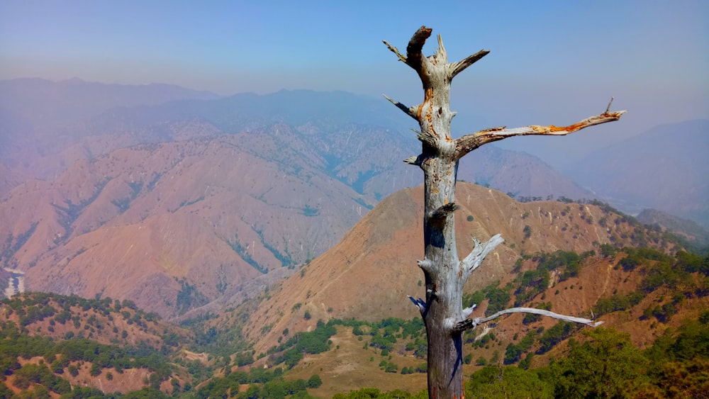 brown tree branch on brown mountain during daytime