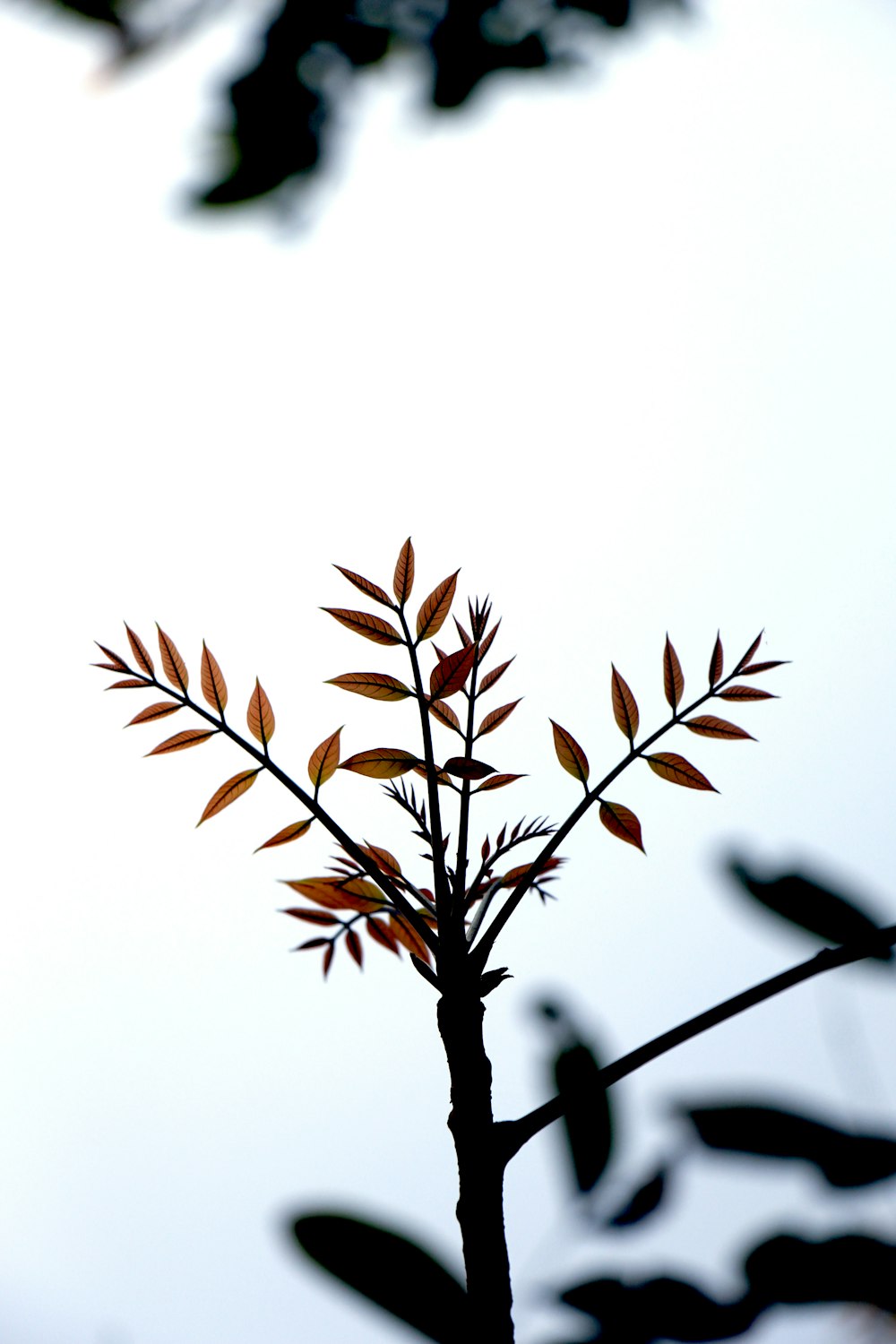 feuille brune sur branche noire