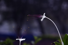 white bird flying during daytime