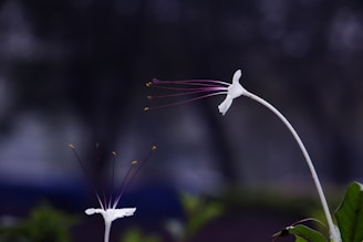 white bird flying during daytime
