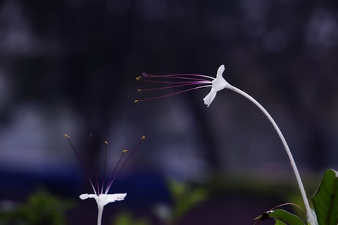 white bird flying during daytime
