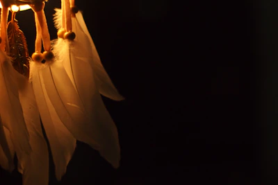 Warm amber light filtering through feathers and crystals arranged on an altar.