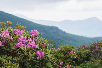 pink flowers with green leaves during daytime