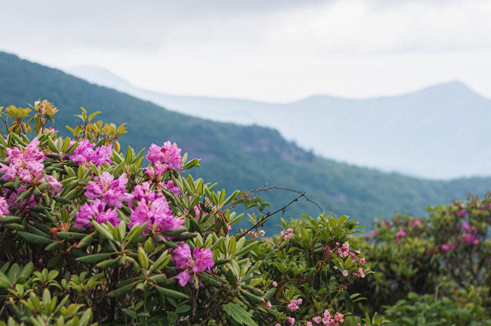 pink flowers with green leaves during daytime