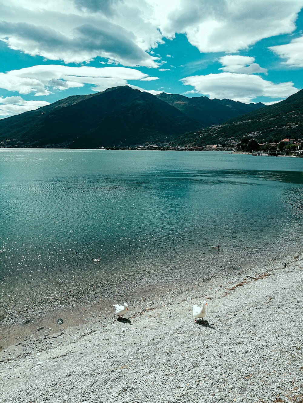 white duck on water during daytime