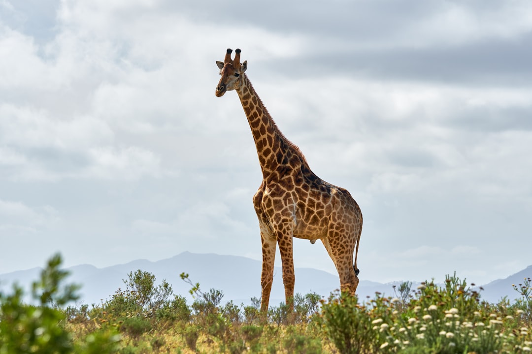 giraffe standing on green grass field during daytime