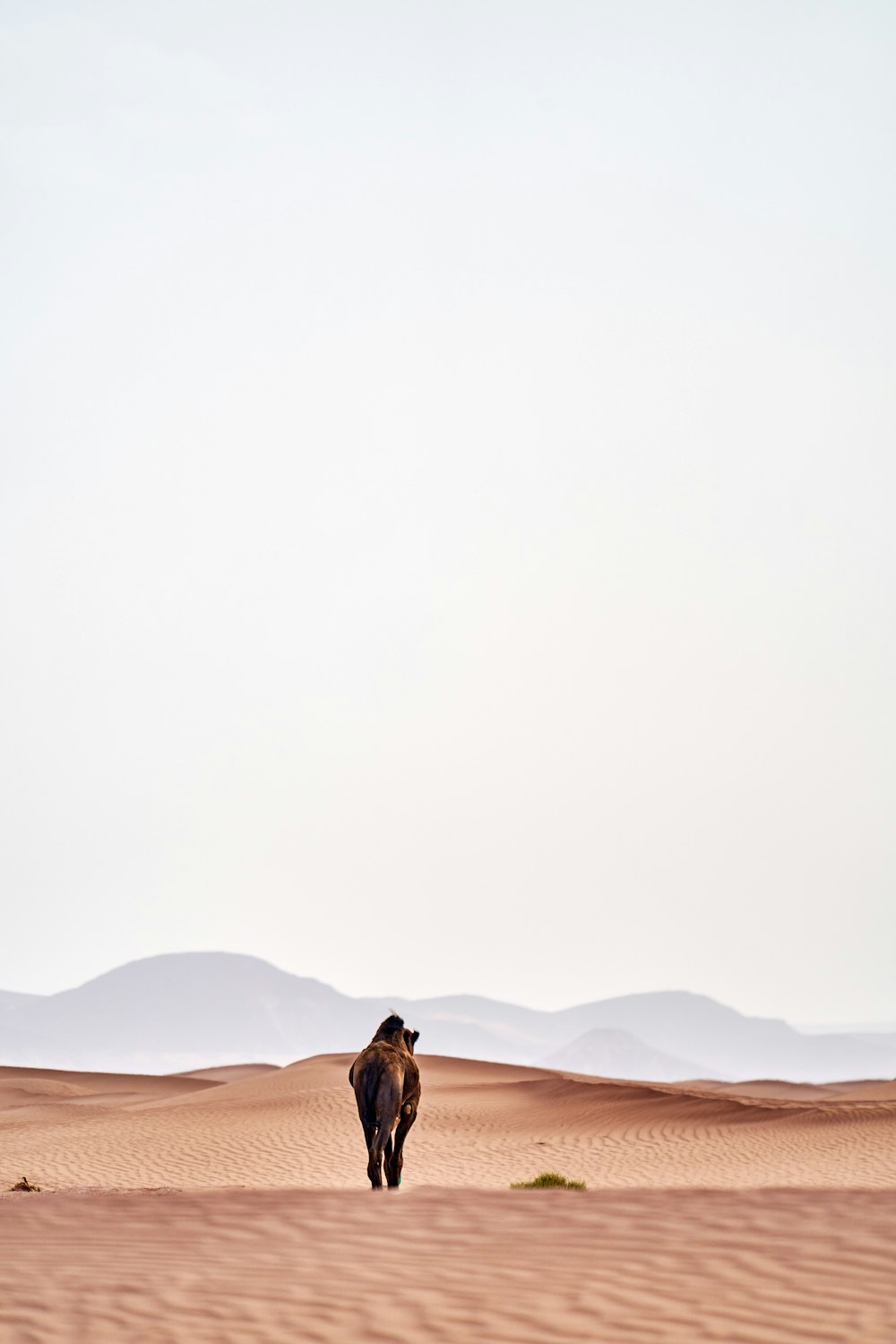 woman in brown jacket walking on desert during daytime