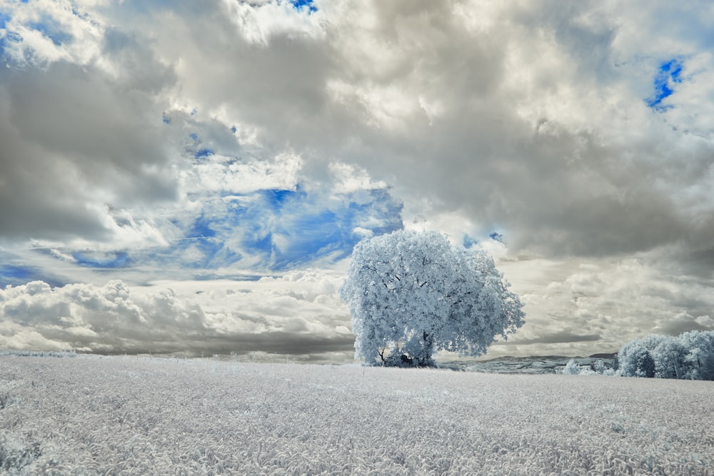 white tree on white sand under white clouds and blue sky during daytime