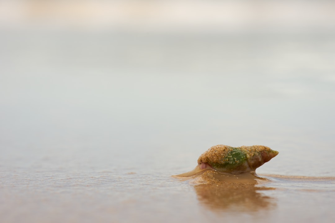 green frog on water during daytime