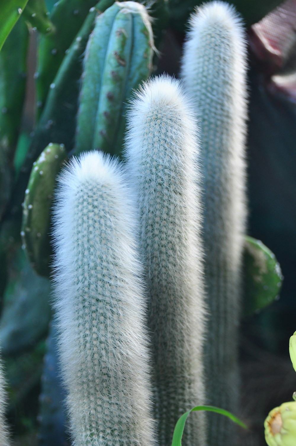 white and green plant in close up photography