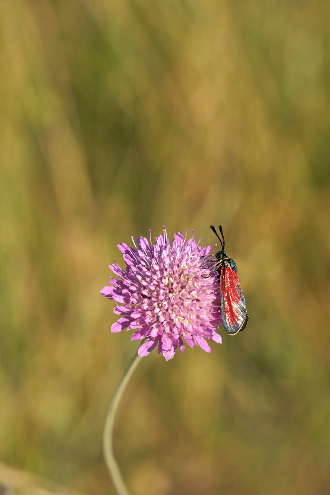 black and red butterfly perched on purple flower in close up photography during daytime