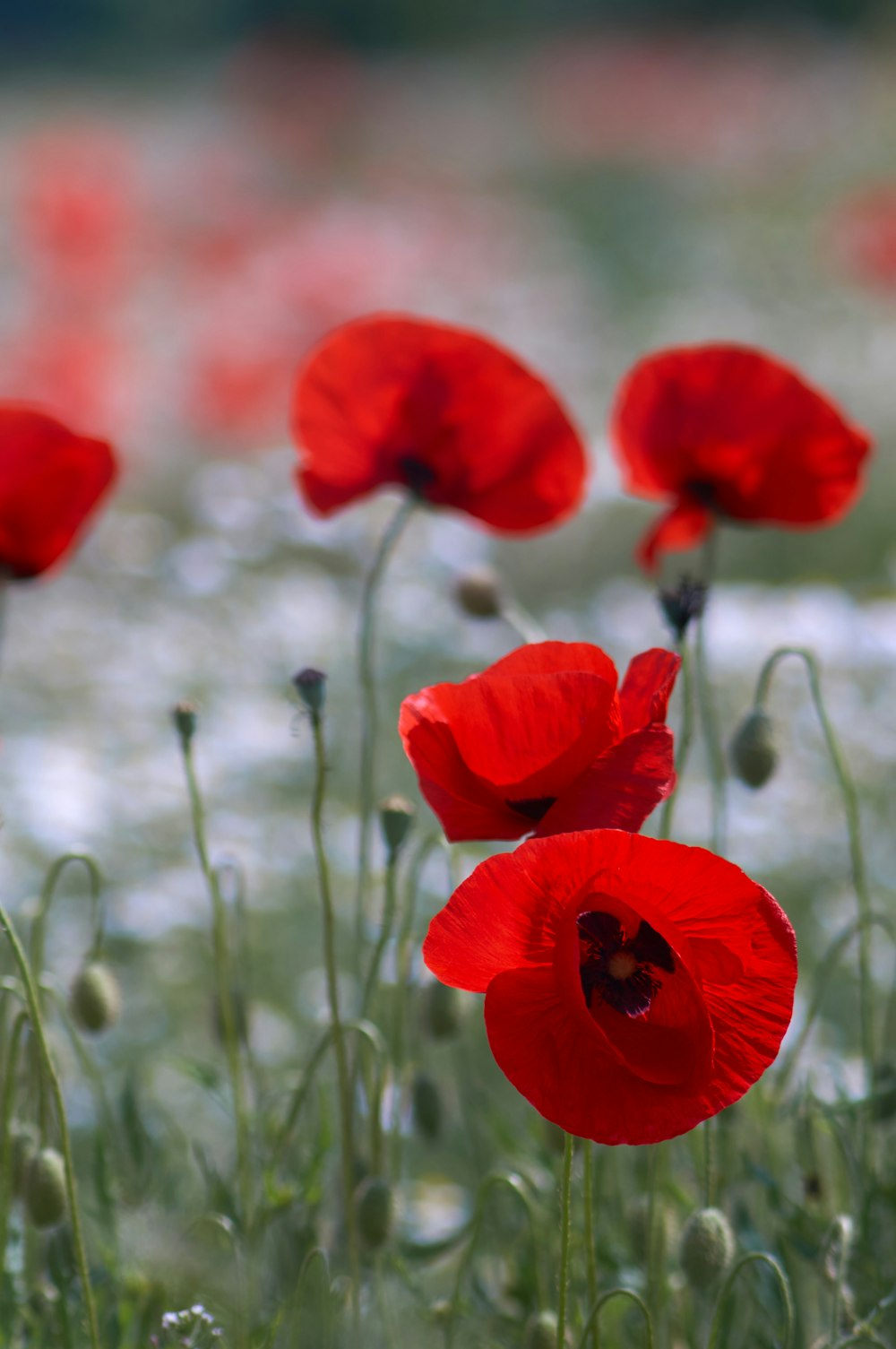 red flower in tilt shift lens