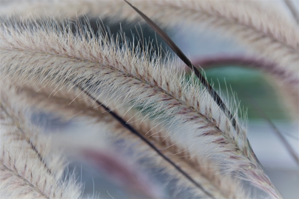 white and brown wheat in close up photography