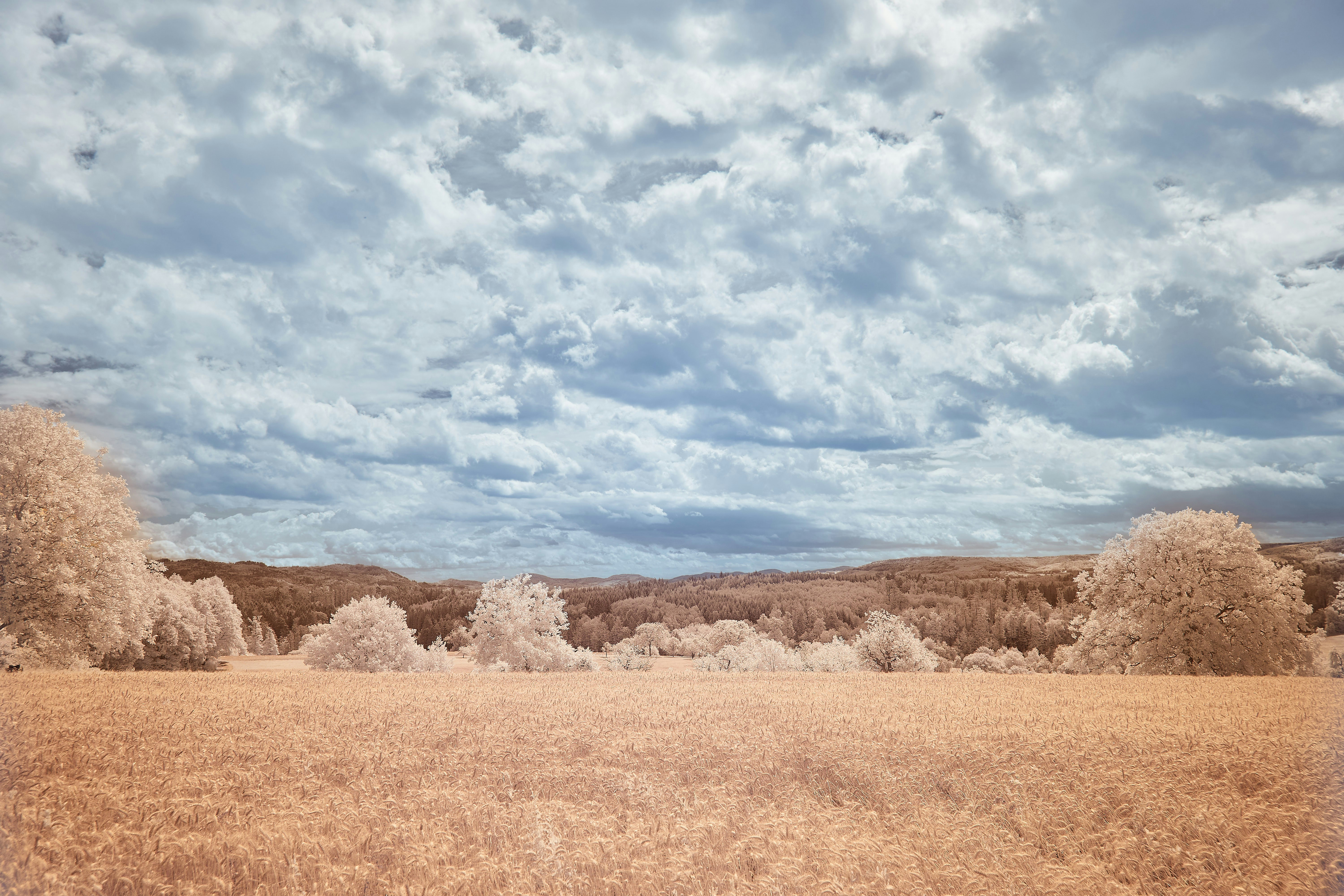 brown field under blue sky and white clouds during daytime
