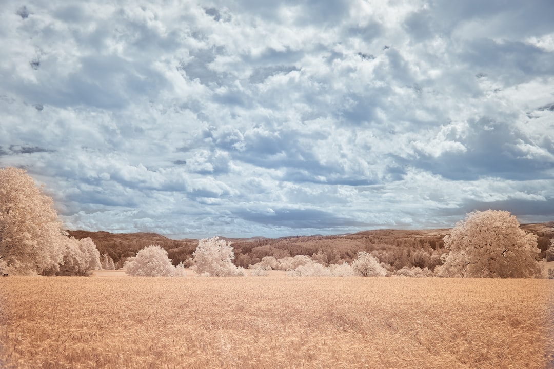 brown field under blue sky and white clouds during daytime