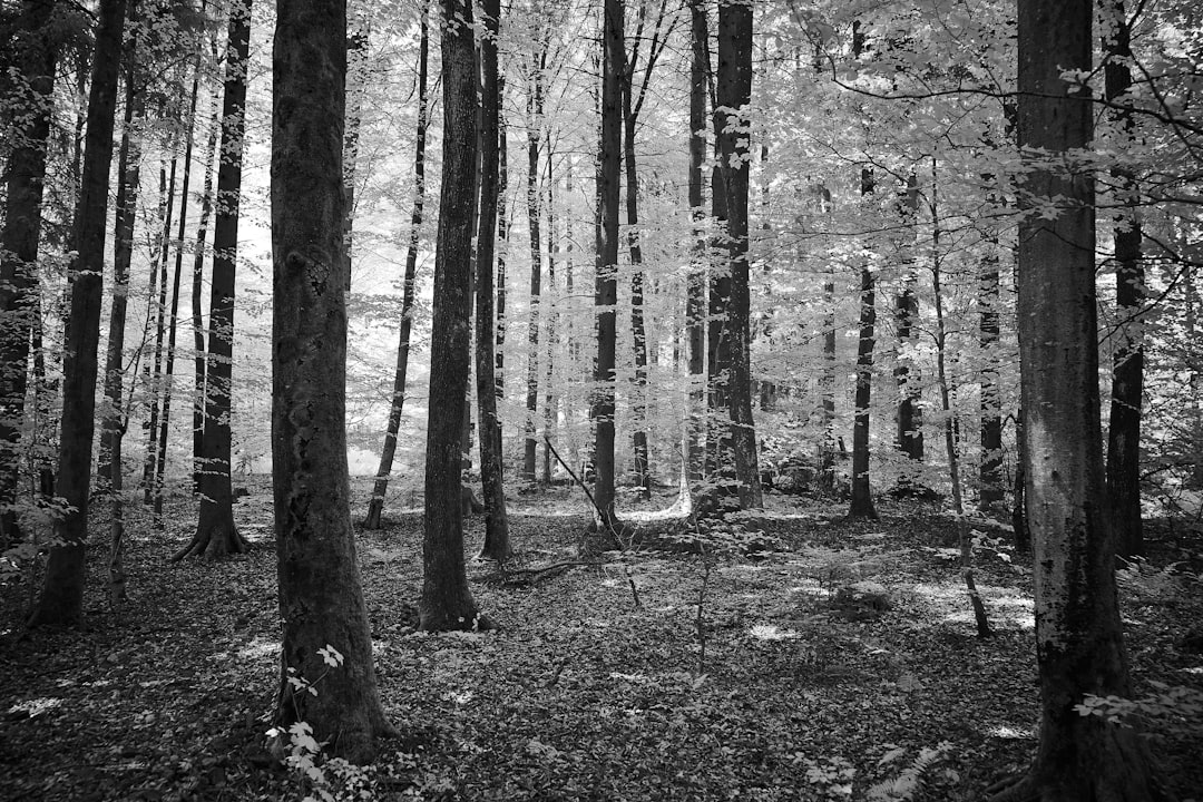 grayscale photo of trees in forest