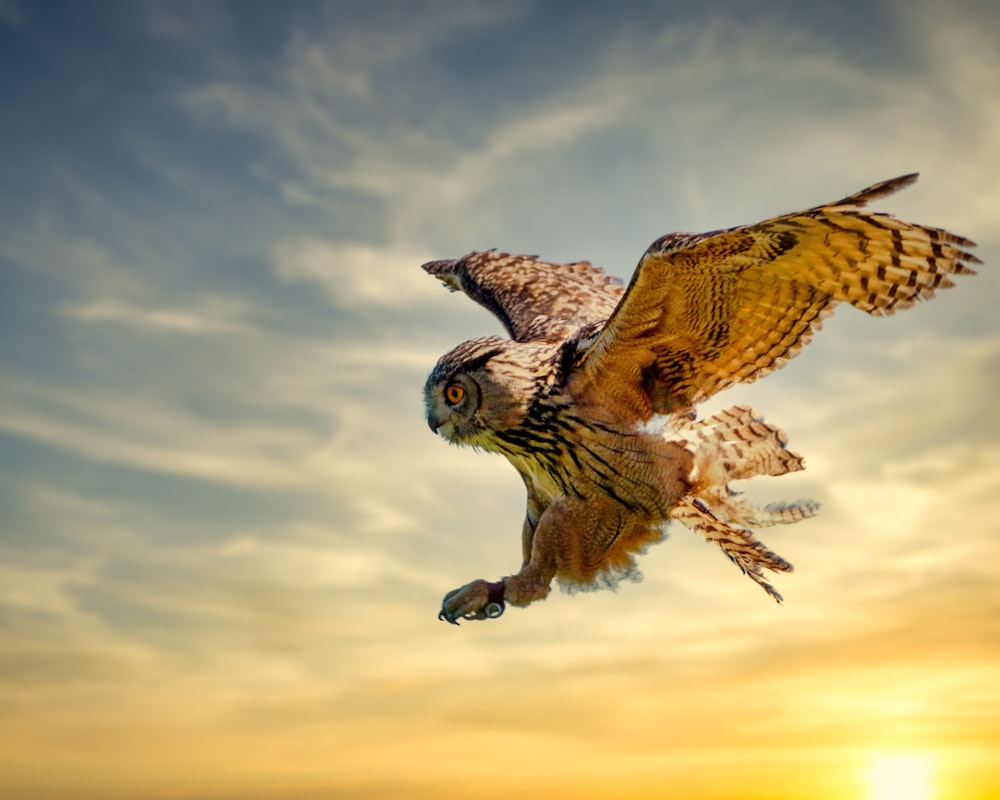 brown and white owl flying under white clouds during daytime