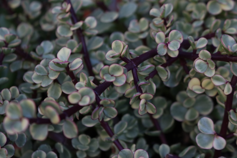 green and purple plant during daytime