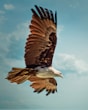 brown and white eagle flying under blue sky during daytime