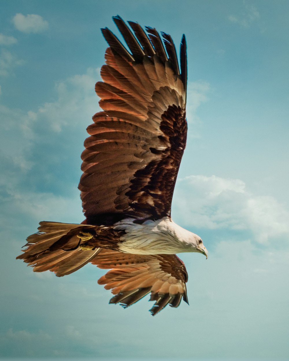 Águila marrón y blanca volando bajo el cielo azul durante el día