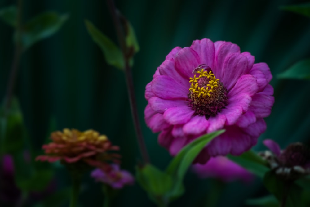 pink flower in tilt shift lens